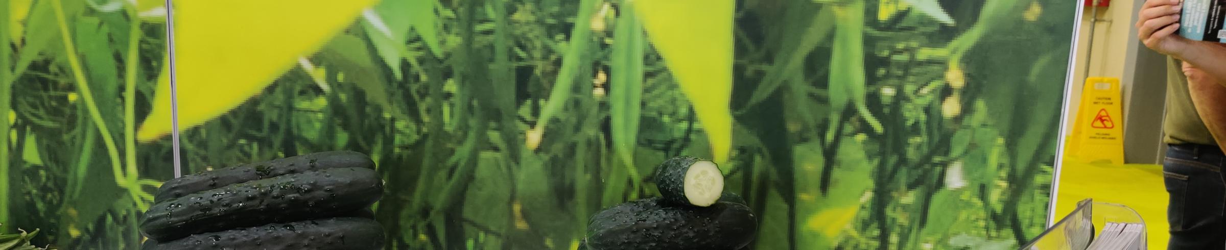 Pepino