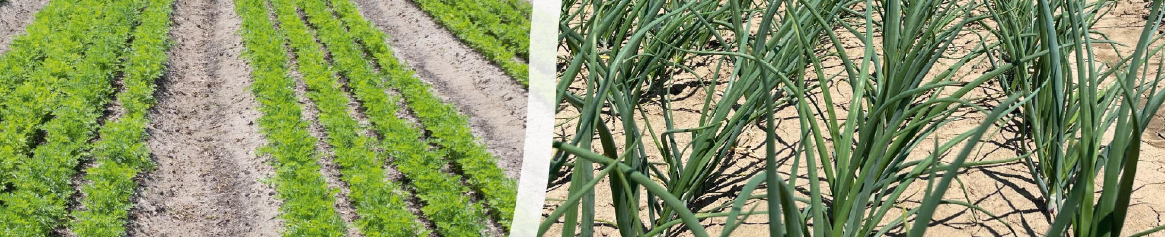 B-Mox® seed enhancing technology