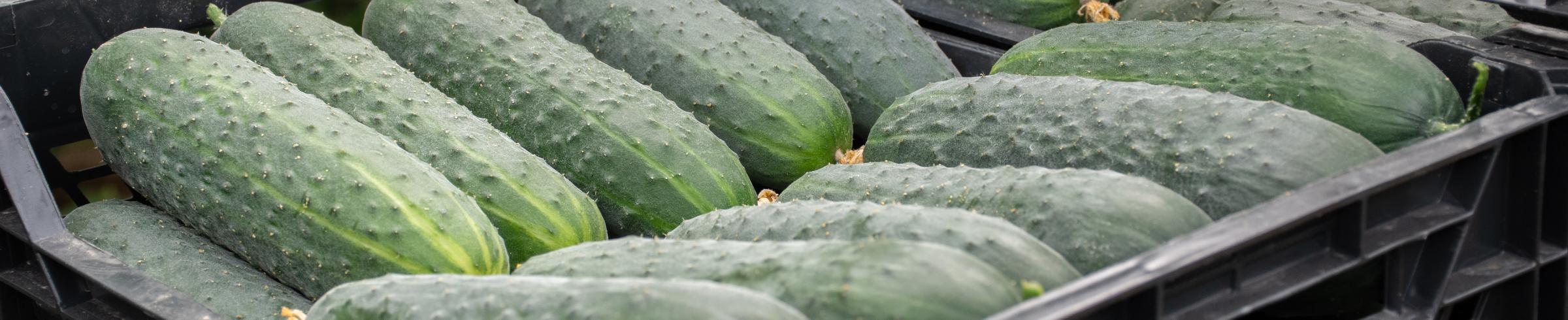José Antonio Prieto en su cultivo de pepino Albox en Tarambana