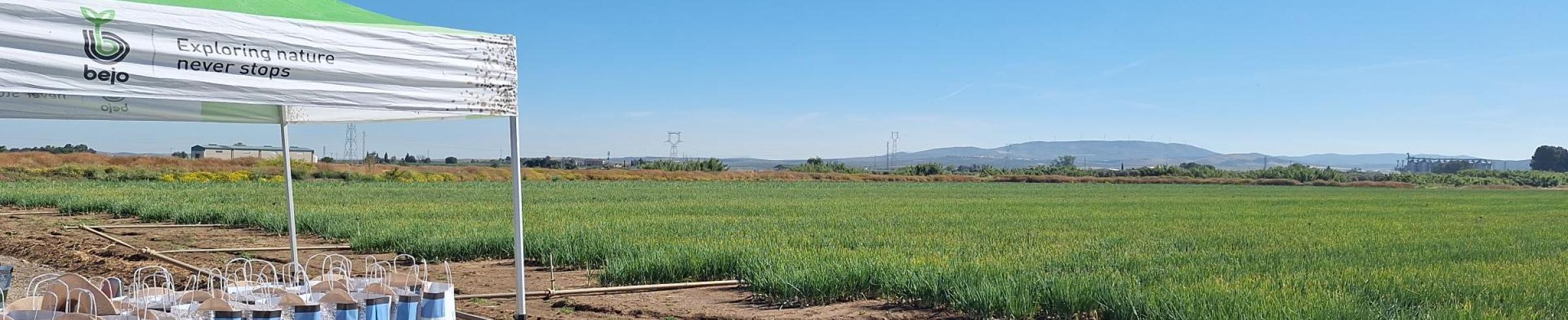 Campo de las jornadas de cebolla Revolution