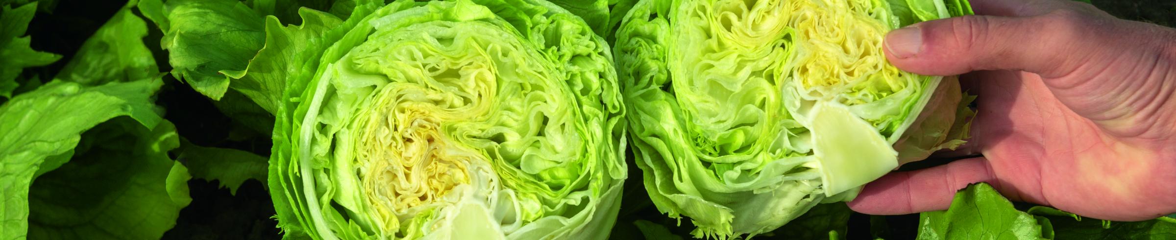 lettuce_iceberg_bejo_26_143-21191-original.jpg