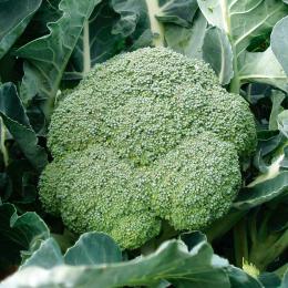 Cavolo broccolo