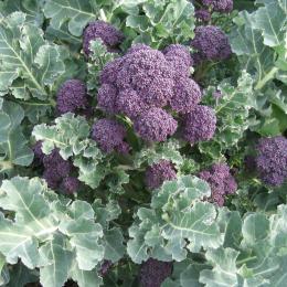 Sprouting broccoli Santee