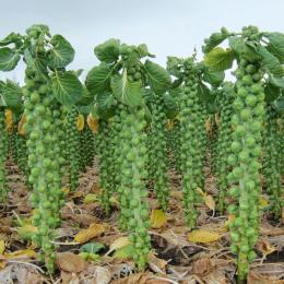 Brussels sprouts Neptuno