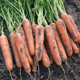 Carrots Natuna