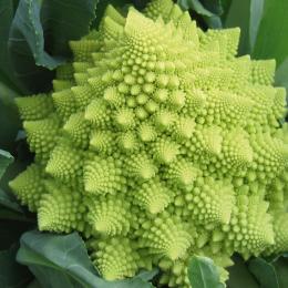 Cavolfiore Romanesco