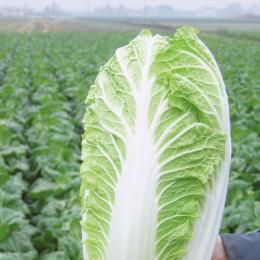 Chinese cabbage