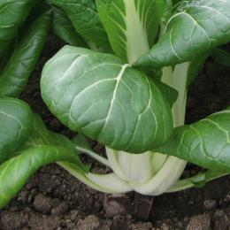 Pakchoi