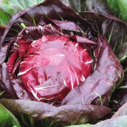 Identificazione e controllo sul radicchio