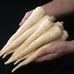 Rooted parsley
