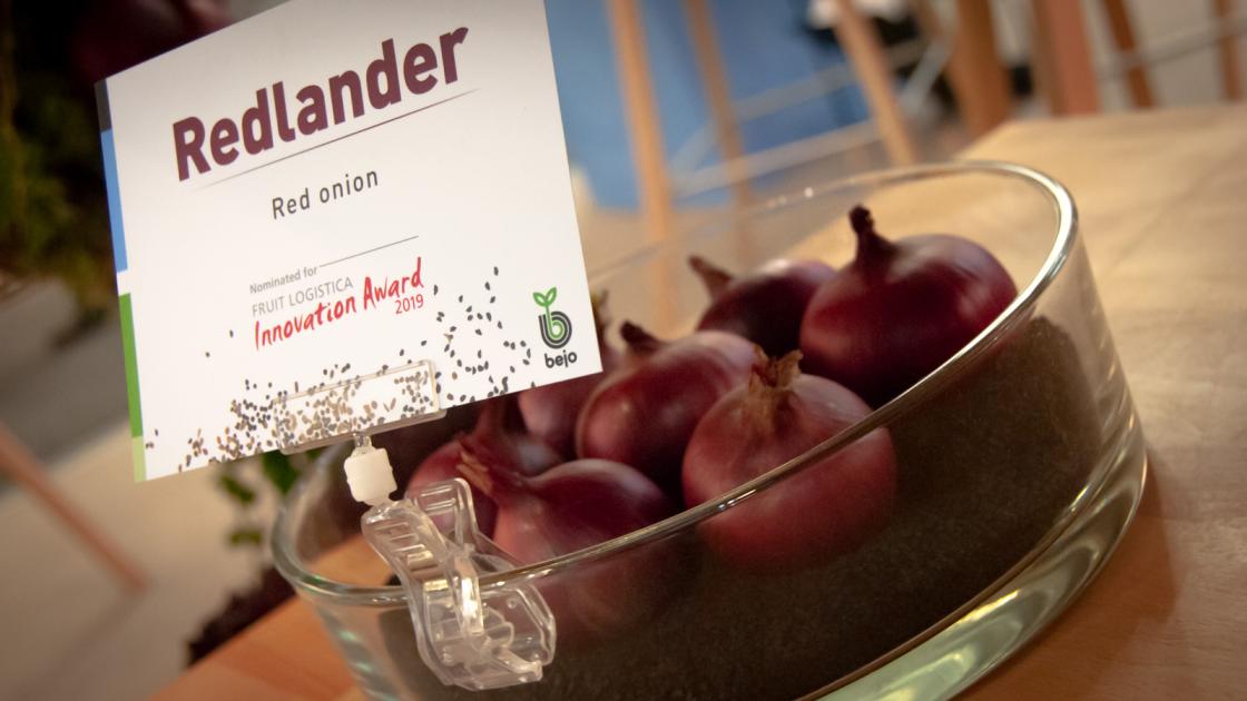 Red onion Redlander