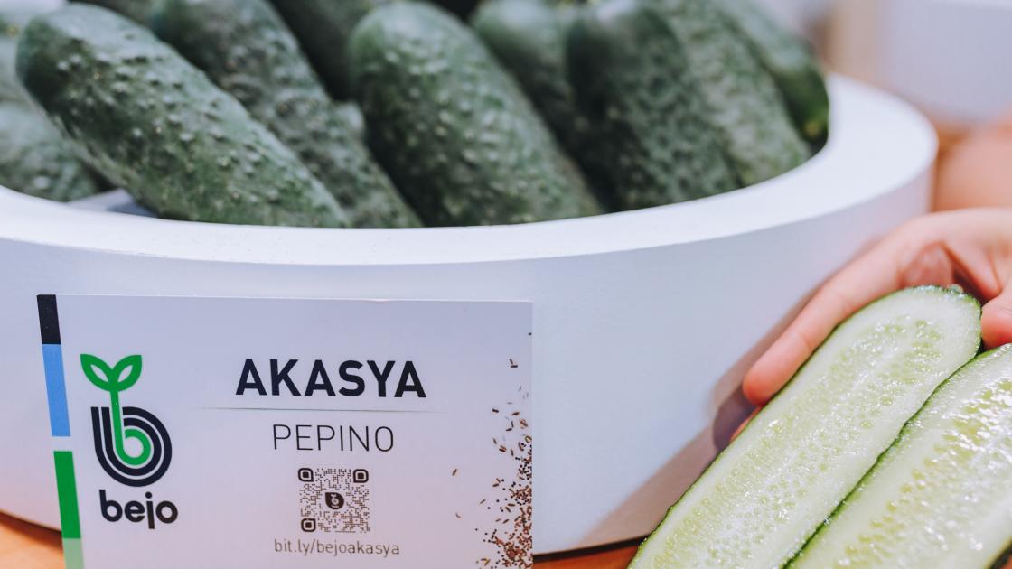 Akasya