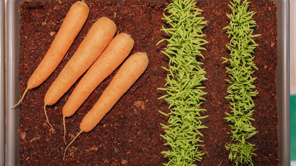 Fuit Attraction 2025_ Zanahorias