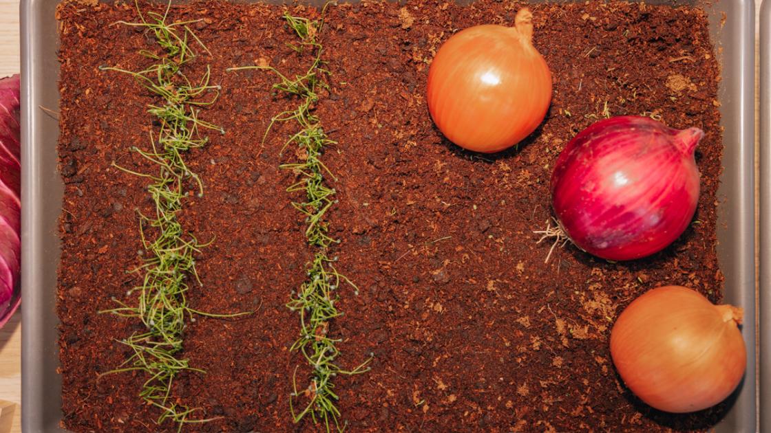 Fruit Attration2025 BMox_ Cebolla