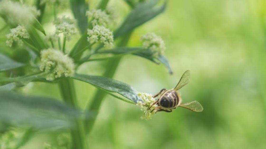 Bee on celery plant_small.jpeg