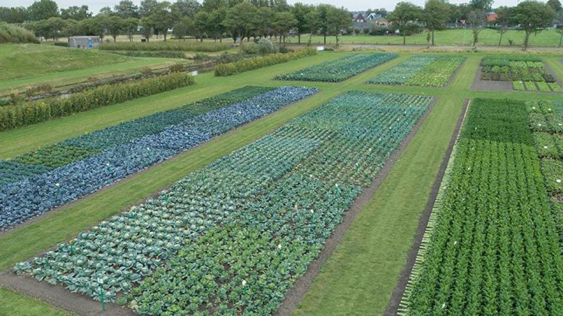 organic demo field
