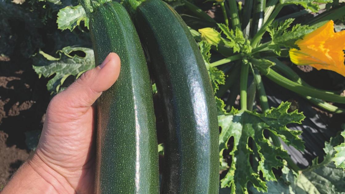 zucchini onega