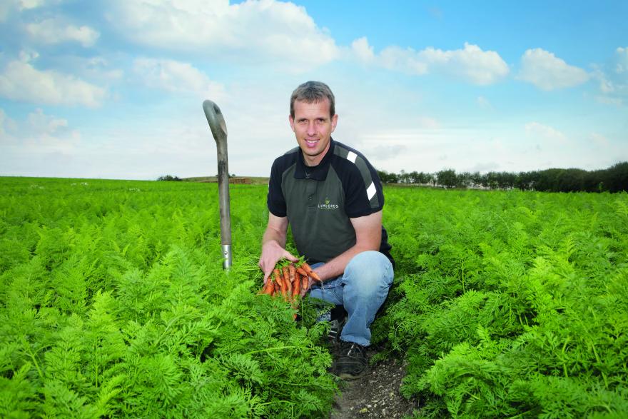 B-Mox® carrot - Niels-i-marken