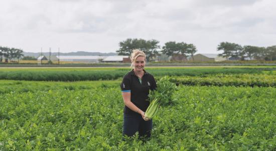 Field celery