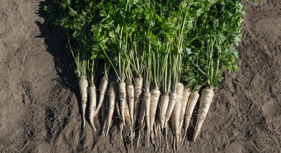 Rooted Parsley Arctica B-Mox