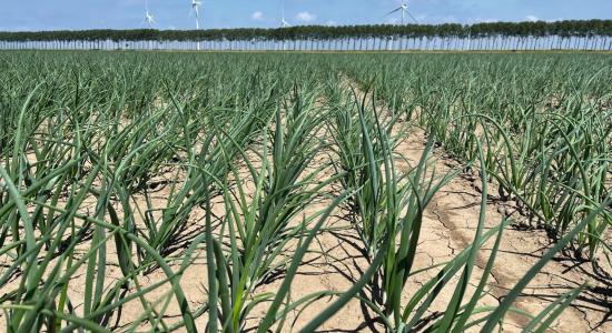 onion field