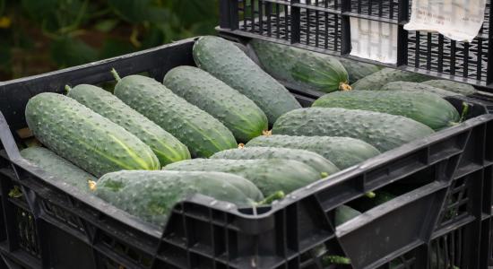 José Antonio Prieto en su cultivo de pepino Albox en Tarambana