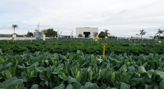 Murcia Open Days 2026