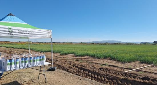 Campo de las jornadas de cebolla Revolution