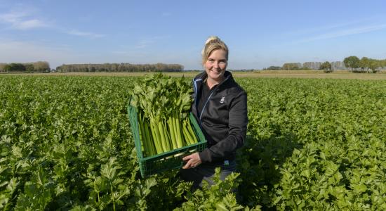 Photo celery green in field